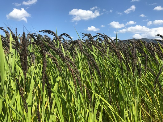 米 令和4年 緑の朝日町産「ヒスイ米」セット / いただきます / 富山県 朝日町 [34310007]