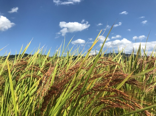 米 令和4年 赤の朝日町産「メノウ米」セット / いただきます / 富山県 朝日町 [34310008]