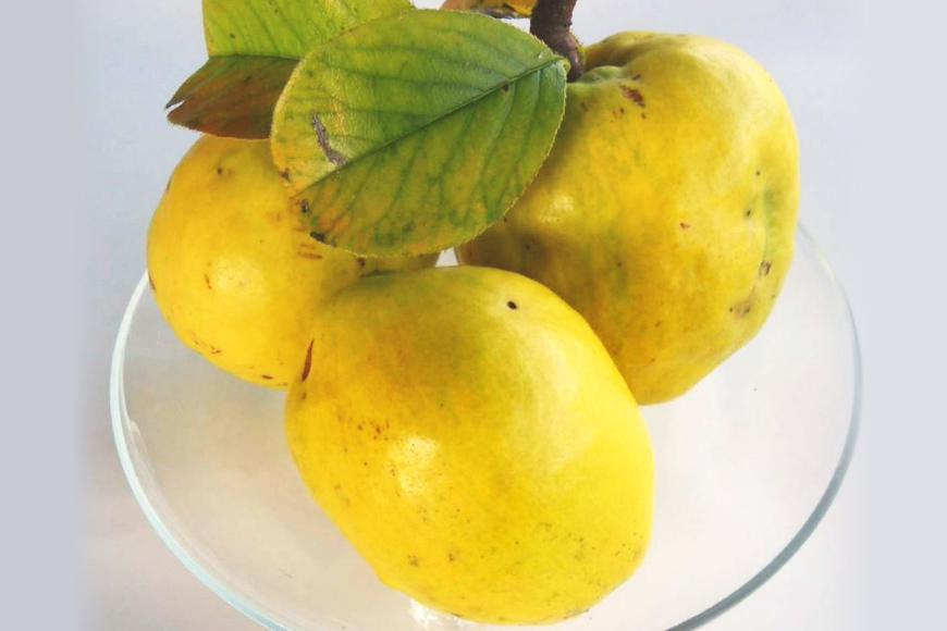 のどにやさしい カリン茶・カリンジャム セット [百河豚美術館 富山県 朝日町 34310396] ジャム 茶 お茶 加工品