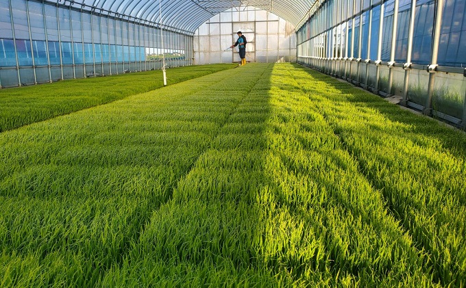 【令和3年産】北アルプスの雪解け水で育てたコシヒカリ精米10kg（5kg×2）