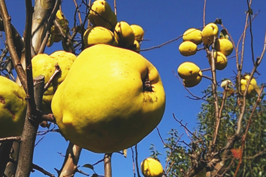 のどにやさしい カリン茶・カリンジャム セット [百河豚美術館 富山県 朝日町 34310396] ジャム 茶 お茶 加工品