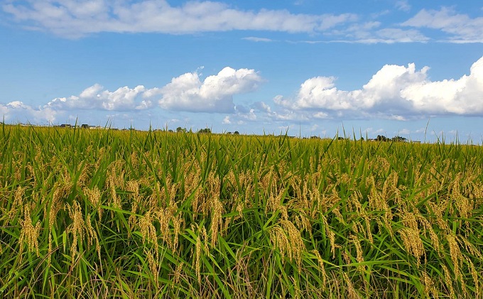 【令和3年産】富山県朝日町産コシヒカリ精米5kgと田んぼアート玄米500g詰合せ