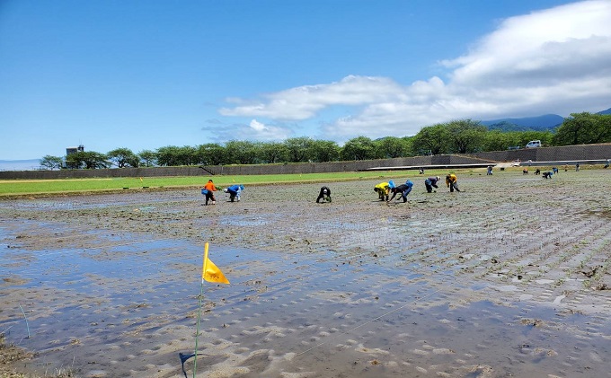 田んぼアートまるごとアート米300g×5袋