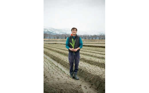 【期間限定発送】 チューリップ 切り花 30本 [チュリストやまざき 富山県 朝日町 34310463] 花 切花 生花 花束 プレゼント ギフト 農家 直送