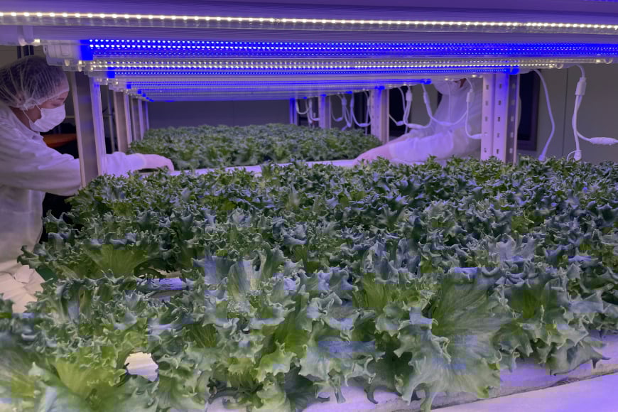 高ビタミン フリルレタス 100g 5袋 計500g [PBS 富山県 朝日町 34310474] 水耕栽培 レタス