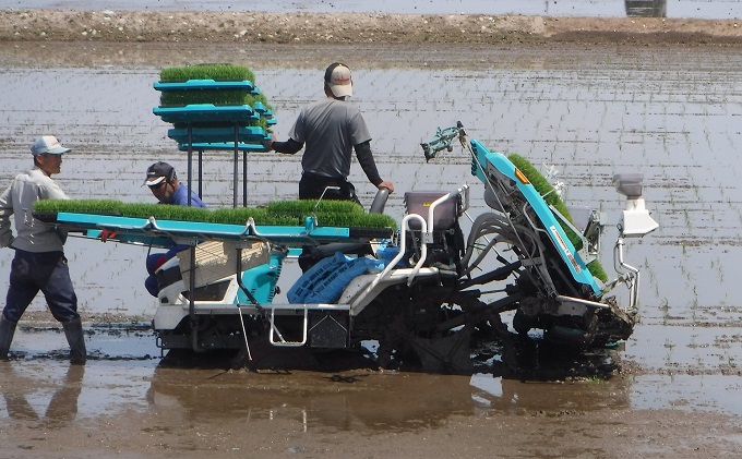 【令和3年産】黒部の恵み 富山県朝日町産くぼたのコシヒカリ 玄米10kg
