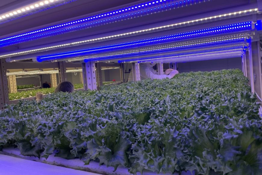 高ビタミン フリルレタス 100g 5袋 計500g [PBS 富山県 朝日町 34310474] 水耕栽培 レタス