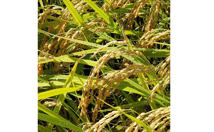 【令和3年産】北アルプスの雪解け水で育てたコシヒカリ精米10kg（5kg×2）