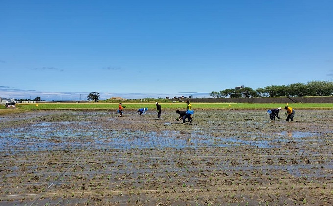 【令和3年産】富山県朝日町産コシヒカリ玄米5kgと田んぼアート玄米500g詰合せ
