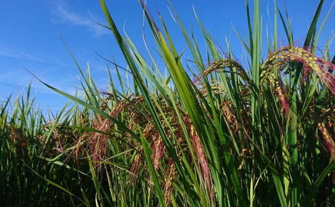 田んぼアートまるごとアート米300g×5袋