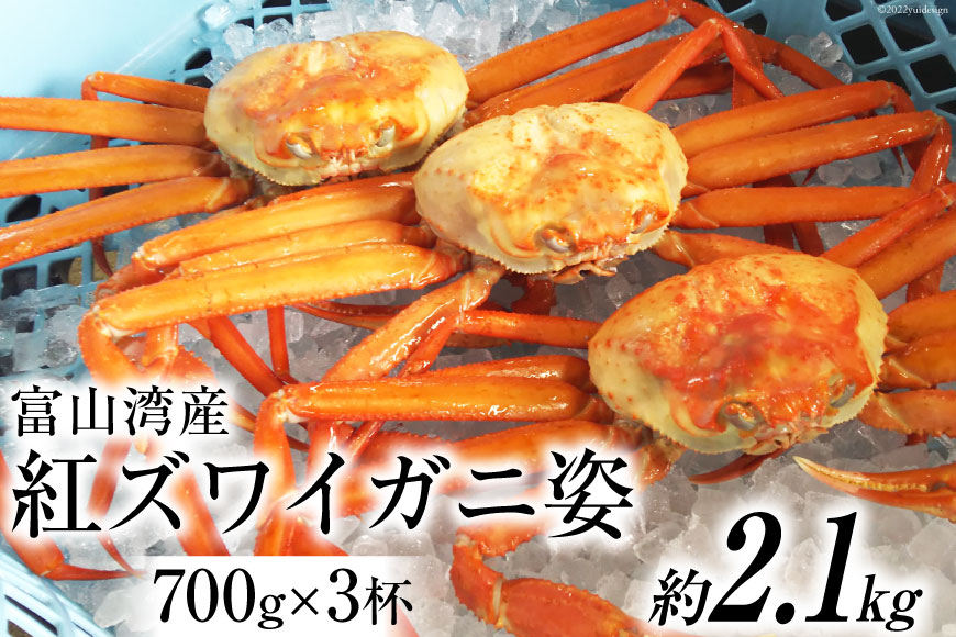 富山湾産 紅 ズワイガニ 姿 約700g×3杯 かに カニ 蟹 / 寺田鮮魚店 / 富山県 朝日町 