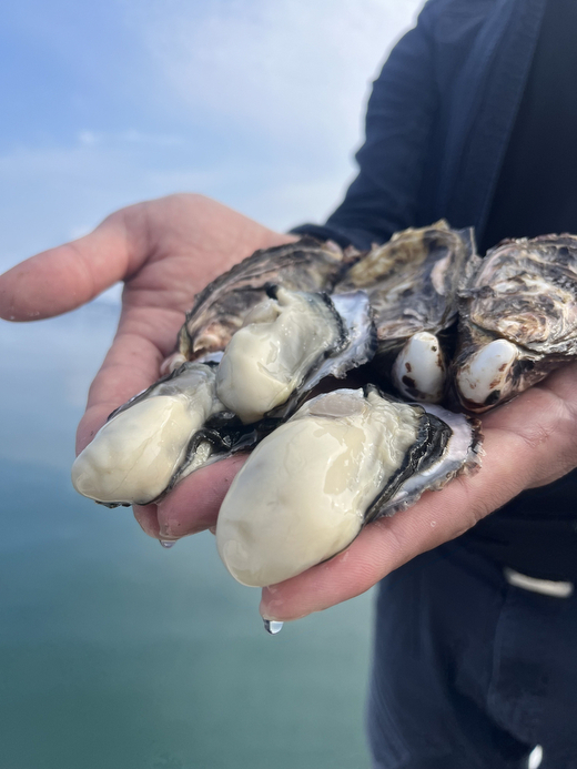 七尾牡蠣10個入り ｜ 牡蠣 カキ かき 殻付き 七尾牡蠣 オイスター シングルシード 国産 生食 冷蔵 カキフライ 牡蠣鍋 海鮮 魚介 石川県 七尾市 能登 復興 復興支援 ※北海道・沖縄・離島への配送不可　 ※2026年1月上旬頃より順次発送予定
