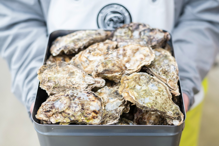 石川県七尾産 能登かき 殻付き 一斗缶（約80個）｜ 牡蠣 カキ かき オイスター 国産 加熱用 冷蔵 ガンガン カンカン 缶 BBQ バーベキュー キャンプ カキフライ 牡蠣鍋 海鮮 魚介 石川県 七尾市 能登 復興 復興支援 ※北海道・沖縄・離島への配送不可 ※2025年12月上旬～2026年5月下旬頃に順次発送予定