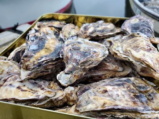 飛田水産　石川県七尾産　能登かき　殻付き一斗缶｜牡蠣　専用ナイフ 牡蠣 かき カキ 能登の里山里海 石川県七尾市 能登半島 ※要加熱 ※2026年1月上旬～5月下旬頃に順次発送予定 ※北海道・沖縄・離島への発送不可