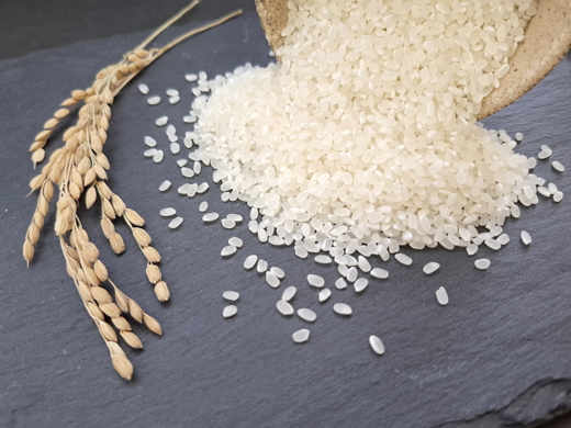 【令和7年産】井田農園のコシヒカリ 精米 5kg 能登産『里山里海』の特撰米 | 石川県 七尾市 能登 コメ 米 里山里海 コシヒカリ こしひかり