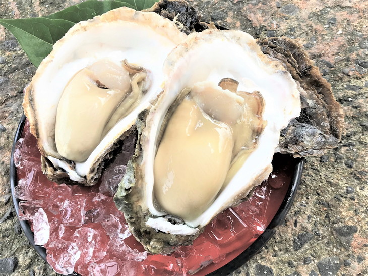 能登産岩牡蠣（2kgセット/8～10個）加熱用 専用ナイフ 片手用軍手付　※2026年6月下旬～8月上旬頃に順次発送予定　※離島への配送不可