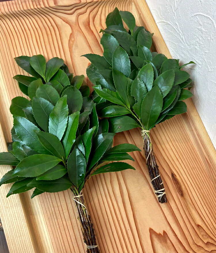 【定期便】能登乃榊 1対 年12回（1年間定期配送） ※着日指定不可