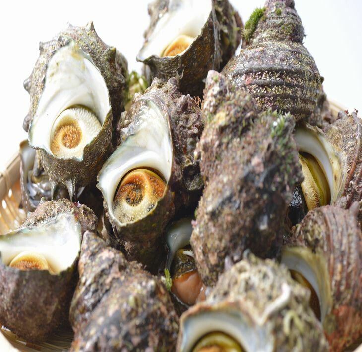 朝どれ旬のサザエ詰め合わせ（大2kg）刺身 つぼ焼き 貝 ※季節商品 ※2026年6月上旬～9月下旬頃に順次発送予定