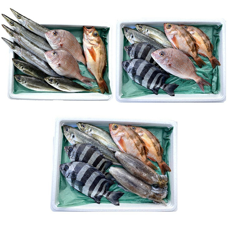 能登の朝どれ「いきいき七尾魚」おまかせ鮮魚ボックス 小（2～4種類）（下処理なし） ｜ 魚 新鮮 詰め合わせ ※北海道・青森・沖縄・離島及び九州（福岡県を除く）配送に2日以上かかる地域へのお届け不可