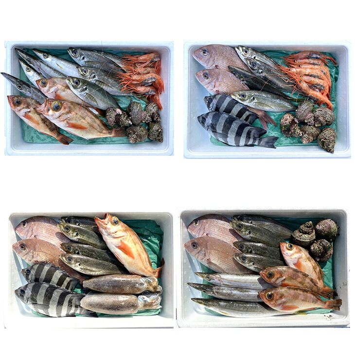 能登の朝どれ「いきいき七尾魚」おまかせ鮮魚ボックス 大（3～5種類）（下処理なし） ｜ 魚 新鮮 詰め合わせ ※北海道・青森・沖縄・離島及び九州（福岡県を除く）配送に2日以上かかる地域へのお届け不可