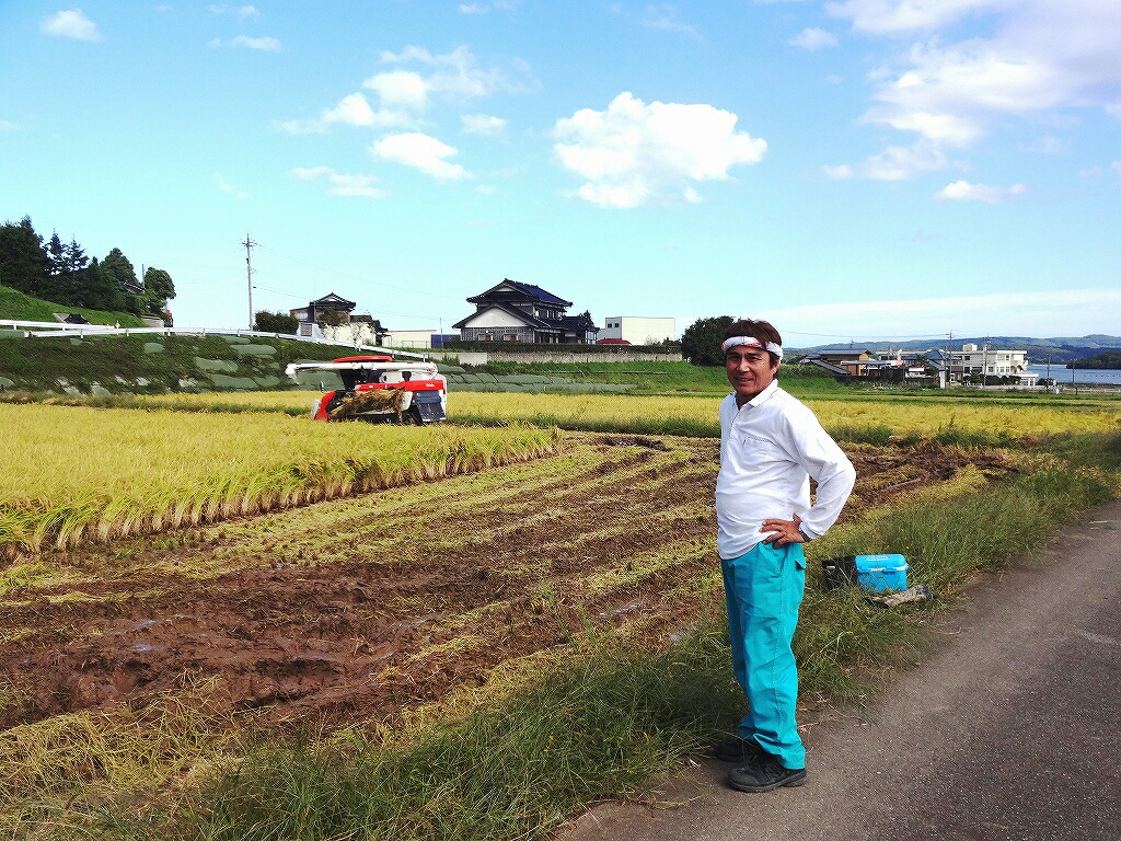 令和7年産 20kg  こしひかり 能登の心米（精米20Kg）10kg×2袋 |  白米 コシヒカリ ブランド米 お米　 石川県 七尾市 復興 復興支援