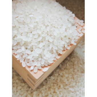 米 10kg /能登コシヒカリ（精米１０kg） こしひかり ※令和6年10月上旬より順次発送予定