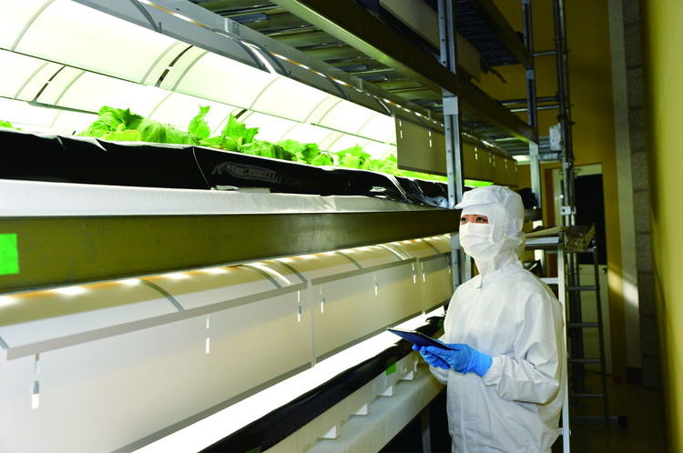 グリーンリーフ10株詰合せ　※2025年8月18日以降発送予定