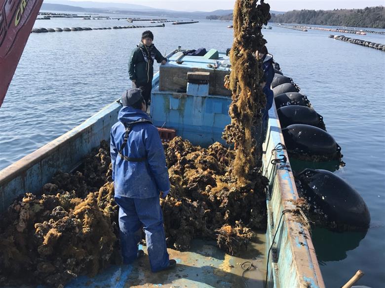 【発送時期が選べる】魚介類 牡蠣 /能登風土 七尾産「能登かき」殻付き（半斗缶）◇ ｜ カキ かき オイスター 国産 加熱用 冷蔵 カンカン 缶 BBQ バーベキュー キャンプ  カキフライ 牡蠣鍋 海鮮 山口水産 石川県 七尾市 能登 復興 復興支援※必ずよく加熱してお召し上がりください※離島への配送不可 ※2025年11月下旬～2026年5月上旬頃に順次発送予定