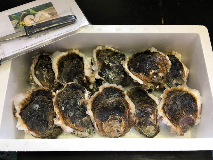 能登産 岩牡蠣（2.5kgセット／8〜10個入）専用ナイフ 片手用軍手付 加熱用 冷蔵配送 ｜ カキ かき オイスター 国産 殻付き BBQ バーベキュー キャンプ カキフライ 牡蠣鍋 海鮮 魚介 石川県 七尾市 能登 復興 復興支援※2026年6月下旬～8月上旬頃に順次発送予定 ※離島への配送不可