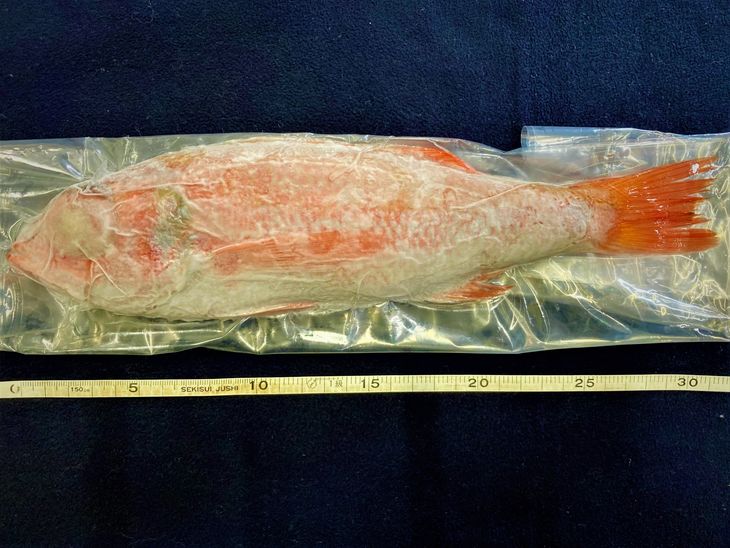 天然のどぐろ　特大サイズ2尾入（合計760ｇ以上）　生冷凍、ウロコ・内臓下処理済み≪魚 新鮮 高級魚 真空≫◇  ※2025年7月下旬～2026年1月下旬頃より順次発送予定