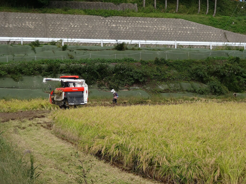 令和以7年産米 20kg こしひかり 能登の心米（玄米20kg/10kg×2袋）｜お米 コシヒカリ ブランド米 石川県産 能登 産地直送 七尾市 復興 復興支援