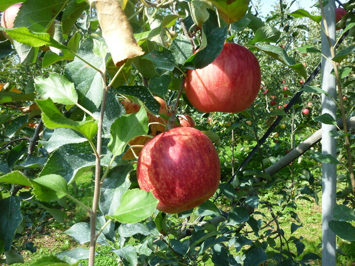 完熟りんごジュース2本セット（陽光/ふじ）×２箱　果物 リンゴ 贈答 ギフト