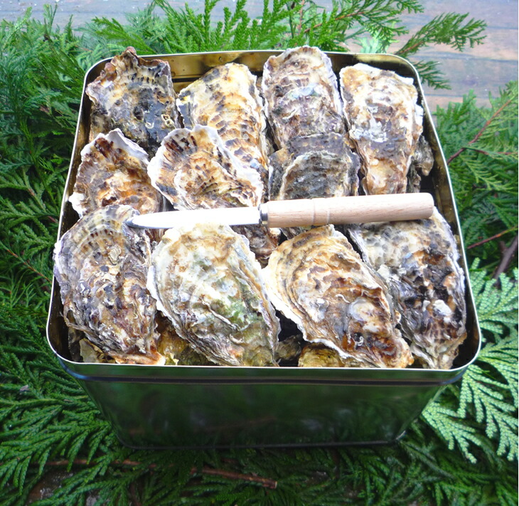 魚介類 牡蠣 能登かき殻付き・加熱用・半斗缶［約40～50個］ ｜牡蠣 カンカン焼き カキ かき 加熱用 カキフライ 海鮮 魚介 国産 石川県 七尾市 能登 復興