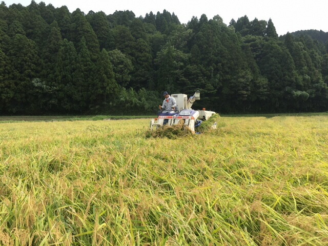 【発送時期が選べる】【定期便】【新米】能登産コシヒカリ 能登夢米6kg×2回（精米3kg×2袋×2回/計12kg）◆ ※2024年11月中旬～12月下旬頃に順次発送予定