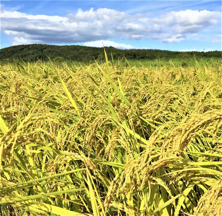 米 /石川県能登産こしひかり 精米8kg (2kg×4袋）/日本初認定！世界農業遺産「能登の里山里海」の恵み ※令和5年1月中旬より順次発送