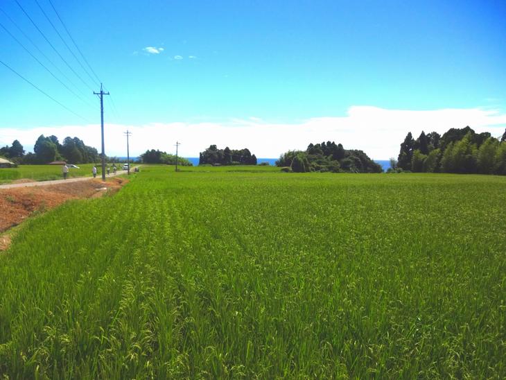 米 10kg / 大泊なずみ米 10kg（5kg×2袋）精米　※2024年10月中旬～2025年3月下旬頃に順次発送予定