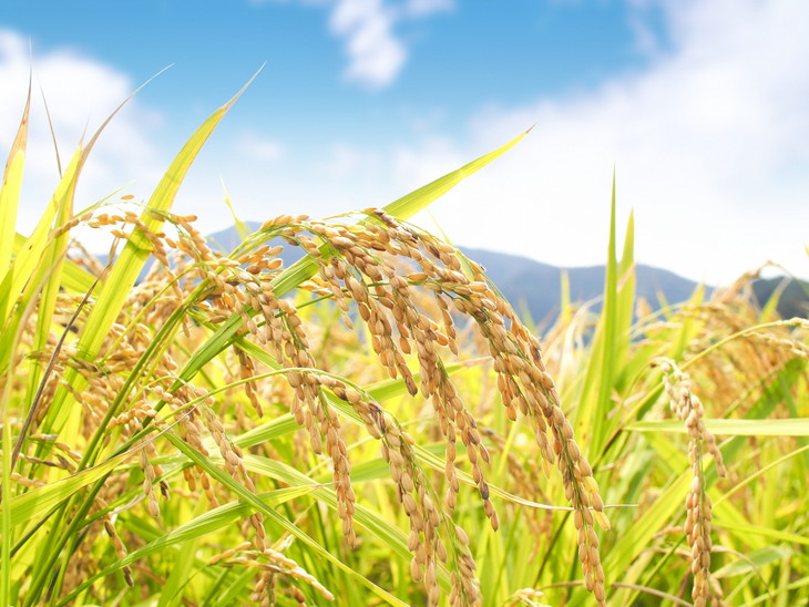 能登米こしひかり「五代目三次」 10kg（5kg×2袋）◇ ※令和6年10月中旬頃より順次発送予定