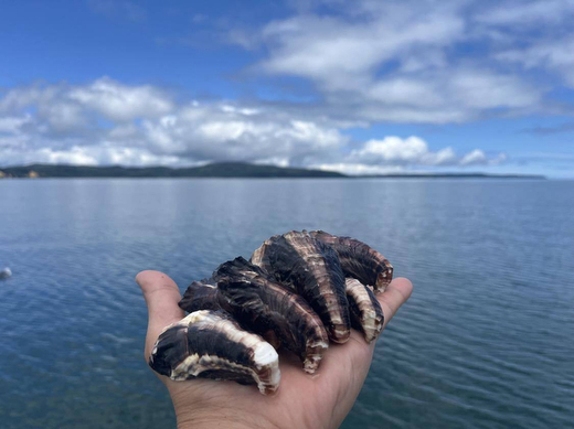 七尾牡蠣10個入り ｜ 牡蠣 カキ かき 殻付き 七尾牡蠣 オイスター シングルシード 国産 生食 冷蔵 カキフライ 牡蠣鍋 海鮮 魚介 石川県 七尾市 能登 復興 復興支援 ※北海道・沖縄・離島への配送不可　 ※2026年1月上旬頃より順次発送予定