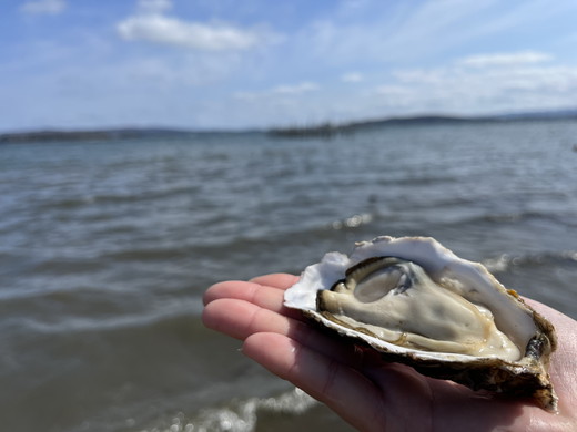 能登かき　殻付き小缶(加熱用) ※北海道・沖縄・離島への配送不可 ※2026年1月中旬～2月中旬頃に順次発送予定
