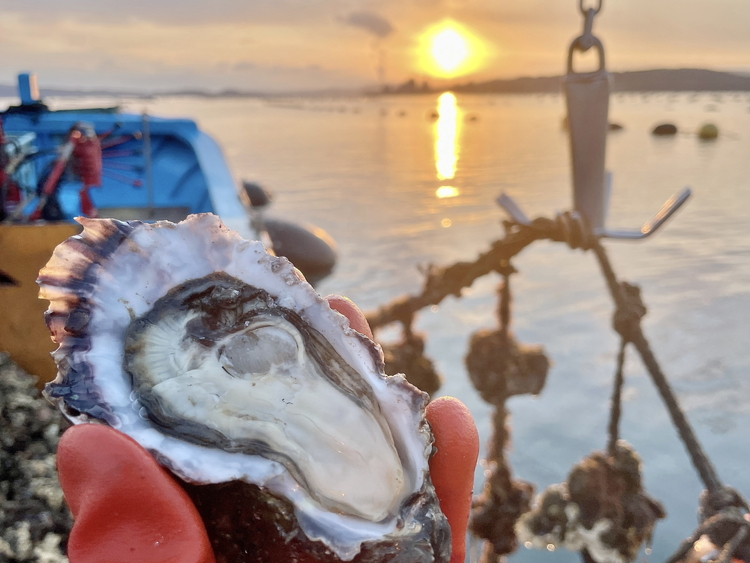 能登かきのオイル漬け（2瓶）｜石川県 七尾市 能登 牡蠣 カキ かき オイスター おつまみ おかず アヒージョ 復興 復興支援　※2025年9月より順次発送予定