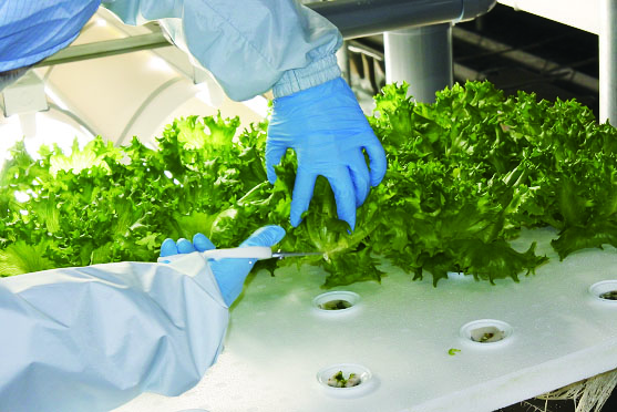 グリーンリーフ10株詰合せ　※2025年8月18日以降発送予定