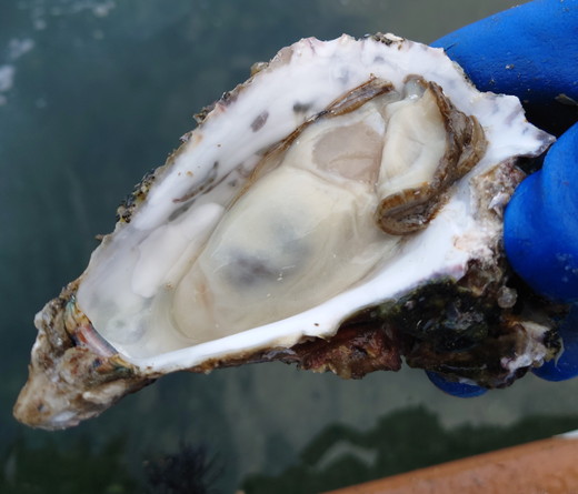 沢田水産　能登かき　むき身　1kg（箱入り）　加熱調理用　※北海道・沖縄・離島への配送不可　※2026年1月下旬～5月中旬頃に順次発送予定
