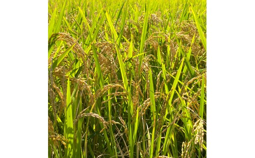 【定期便】能登島のふるさと米 コシヒカリ5kg 精米定期便 2ヶ月に1回（6回） ※2026年1月上旬～12月下旬頃に順次発送予定