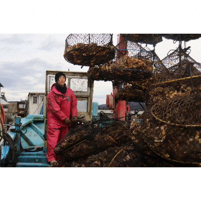 【発送時期が選べる】山口水産の能登かき / 三分缶(約30個入り)◇ ｜ 牡蠣 カキ かき 殻付き オイスター 国産 加熱用 冷蔵 カンカン 缶 BBQ バーベキュー キャンプ  カキフライ 牡蠣鍋 海鮮 魚介 山口水産 石川県 七尾市 能登 復興 復興支援 ※2026年1月中旬～5月中旬頃に順次発送予定 ※離島への配送不可