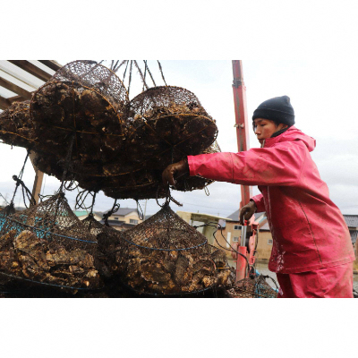 【発送時期が選べる】山口水産の能登かき / 半缶(約35～40個入り)×2◇ ｜ 石川県 七尾市 能登 ※2025年1月中旬頃～4月下旬頃に順次発送予定 ※離島への配送不可