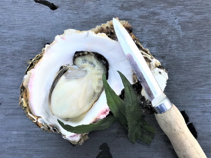 能登産 岩牡蠣（2.5kgセット／8〜10個入）専用ナイフ 片手用軍手付 加熱用 冷蔵配送 ｜ カキ かき オイスター 国産 殻付き BBQ バーベキュー キャンプ カキフライ 牡蠣鍋 海鮮 魚介 石川県 七尾市 能登 復興 復興支援※2026年6月下旬～8月上旬頃に順次発送予定 ※離島への配送不可