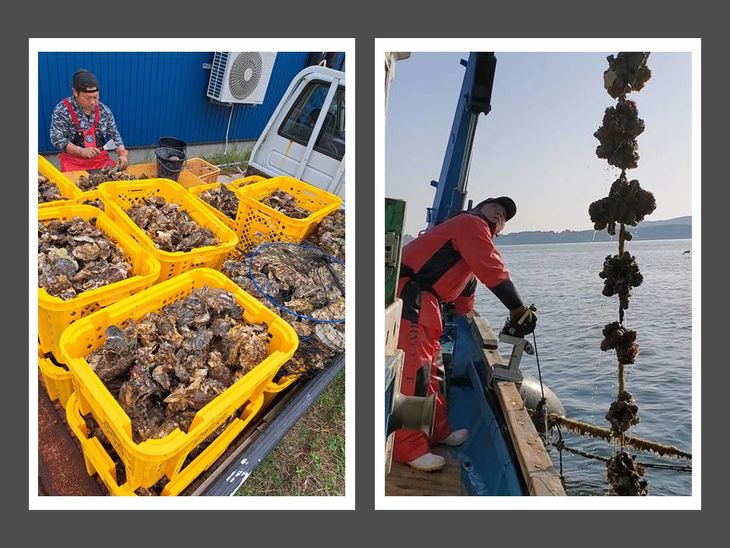 石川県七尾産　能登かき　殻付き　半缶（40～50個） 加熱調理用 ｜ 牡蠣 カキ かき オイスター 国産 加熱用 冷蔵 ガンガン カンカン 缶 レンチン BBQ バーベキュー キャンプ カキフライ 牡蠣鍋 海鮮 魚介 石川県 七尾市 能登 復興 復興支援 ※離島への配送不可 ※2026年1月上旬～5月下旬頃に順次発送予定