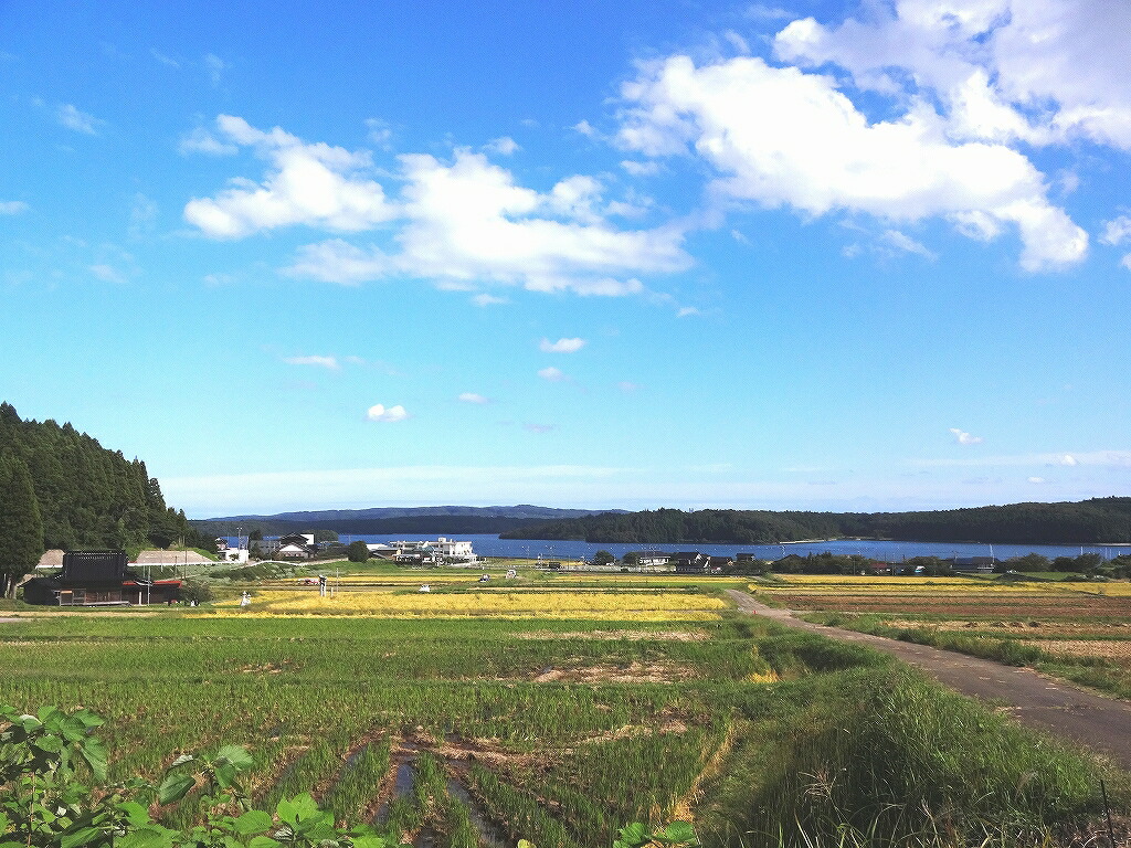 令和7年産 10kg  こしひかり 能登の心米（精米10kg）10kg×1袋｜ 白米 お米 コシヒカリ ブランド米  石川県 能登 七尾市 復興 復興支援