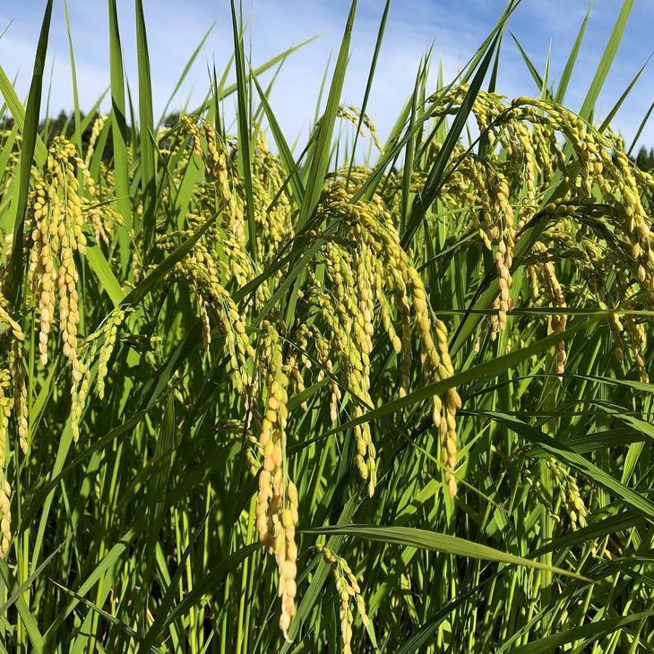 【発送時期が選べる】石川県七尾産コシヒカリ（精米10kg）◇ ※2024年2月上旬～7月中旬頃に順次発送予定