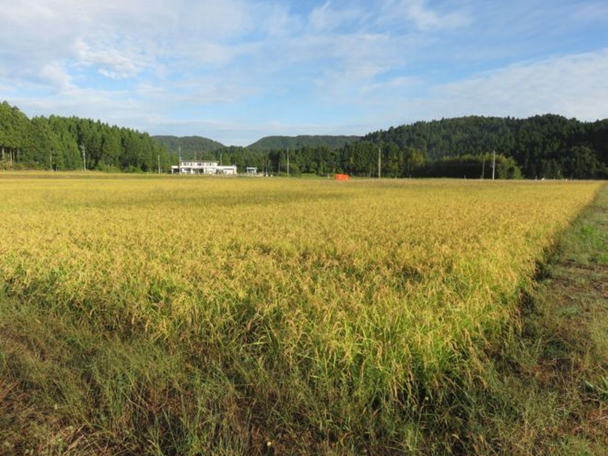 米 5kg /能登コシヒカリ（精米５kg）こしひかり ※令和6年10月上旬より順次発送予定